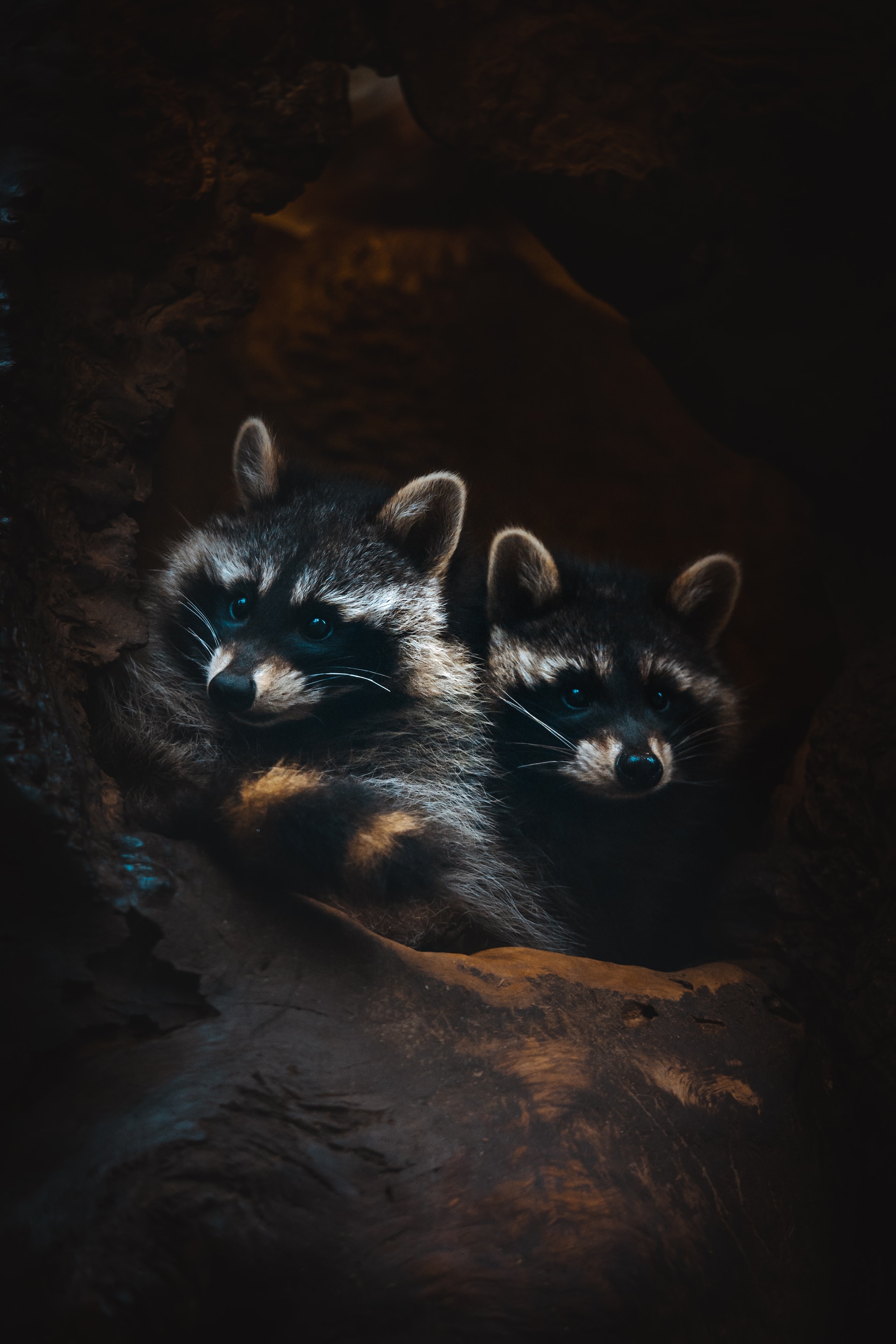 Two raccoons inside a hollowed-out tree trunk.